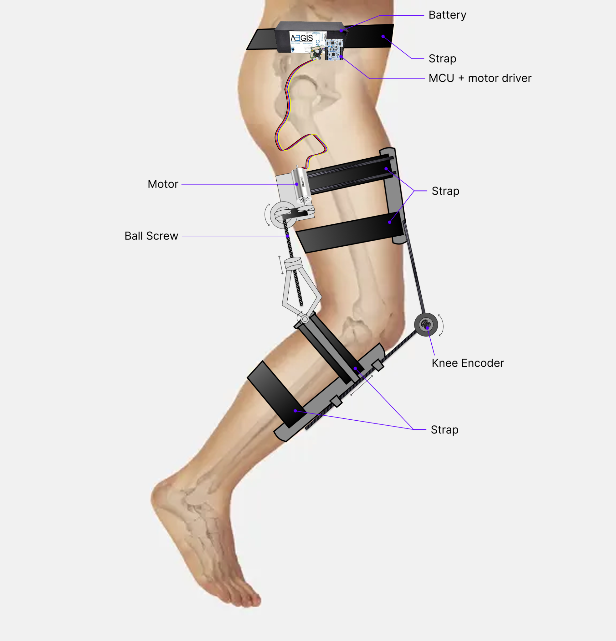 Figure 6: H.A.M.S.T.E.R: Hamstring Active Mechanical Support Training & Enhancement Robot
