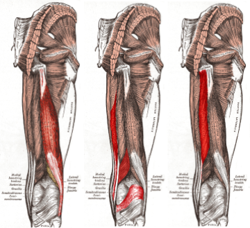 Reference: Gray's Anatomy (1918) [^15]