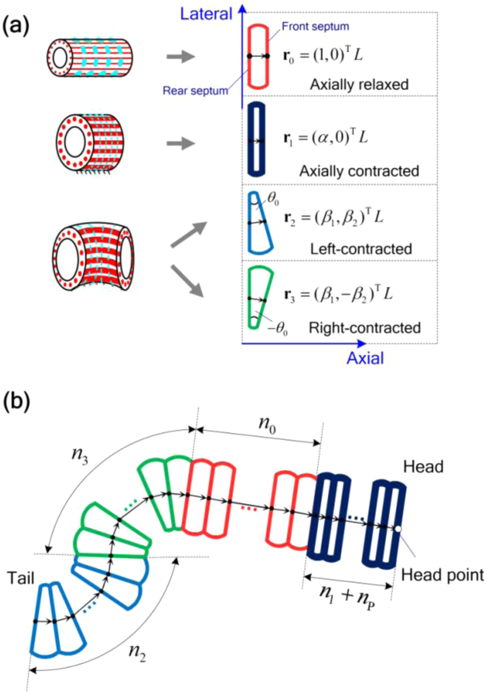 Figure 4: Turning worm model