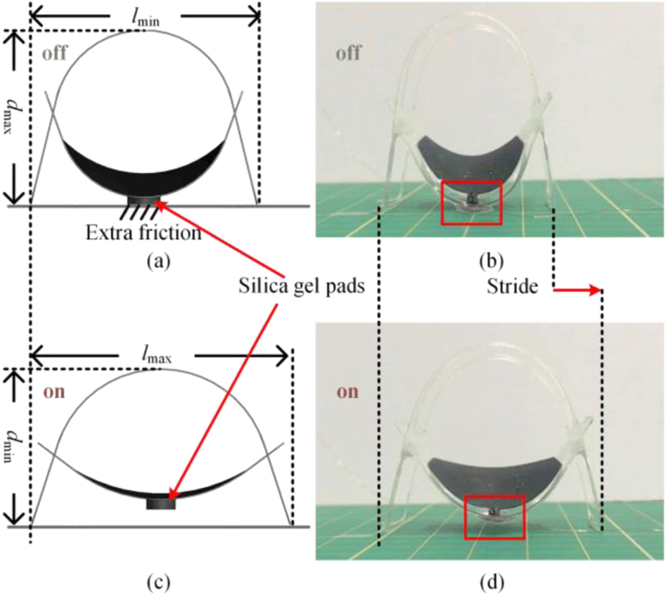 Figure 1: A singular worm segment that contracts via dielectric elastomer actuation integrated into the bottom of the worm segment
